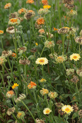 Colorful withered marigold blossoms (Calendula officinalis) and seeds in fall.