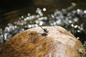 Libellule posé sur une pierre 