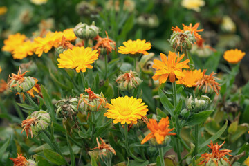Colorful withered marigold blossoms (Calendula officinalis) and seeds in fall.