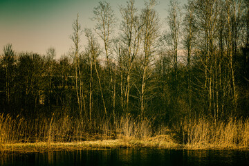 Swamp with alder trees in springtime