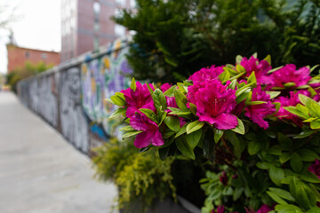 Fototapeta na wymiar Beautiful Pink Flowers along an Empty Sidewalk in Williamsburg Brooklyn during Spring
