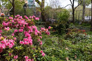 Beautiful Pink Flowers and Garden at Columbus Park in Chinatown of New York City during Spring