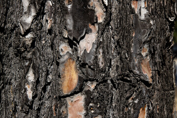 the trunk of a tree, textured background 