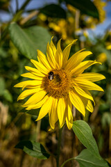 Paysage campagne 1401