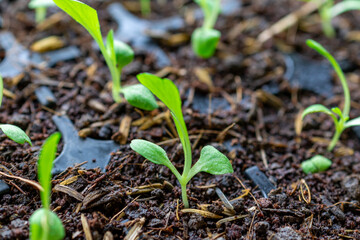 green plant, Close-up Sprouted seedlings are planted on black trays in the greenhouse.