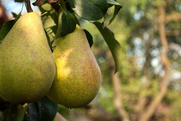 A ripe pears on a tree in the garden. Green living and eco-friendly products. The concept of agriculture, healthy eating, organic food