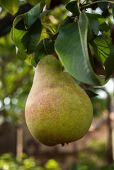 A ripe pear on a tree in the garden. Green living and eco-friendly products. The concept of agriculture, healthy eating, organic food