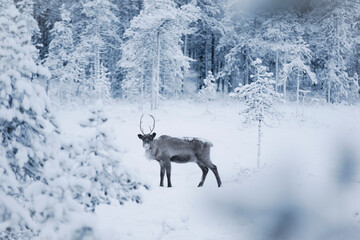 deer in the snow