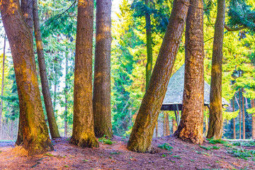 Natural panorama view lake pathway green plants trees forest Germany.