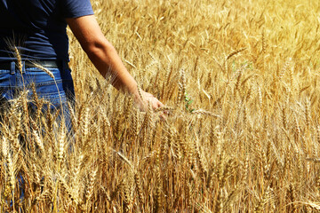 A man walks across a field with ears of rye. Harvest concept. selective focus