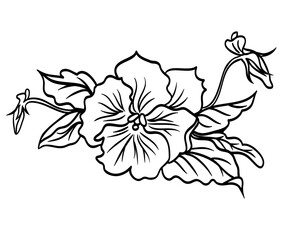 Pansy flower with buds, black and white vector graphic, botanical drawing isolated on white background.