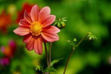 red dahlia flower