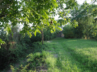 green meadow background