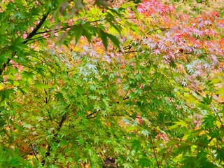 雨に濡れる紅葉