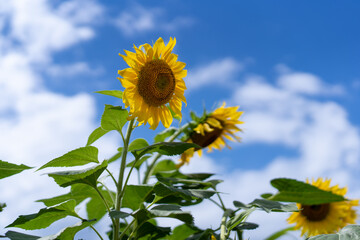 ひまわりの小径