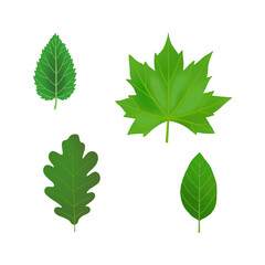 Set of four colored vector leaves. Maple, oak, birch, alder leaves. Plants of the middle zone.