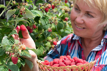 middle-aged woman picks ripe raspberries in a basket, summer harvest of berries