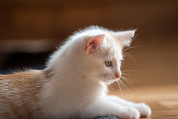 Kleine junge Katze beim Spielen.