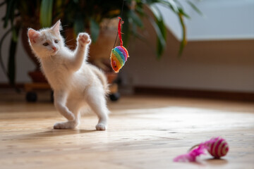 Kleine junge Katze beim Spielen.
