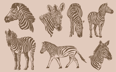 Fototapeta na wymiar Vector vintage big set of zabras ,graphical illustration, savanna animal