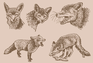 Vector vintage  set of foxes,forest animal drawing,graphical illustration