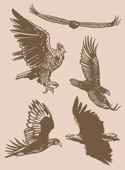 Vector vintage set of eagles ,graphical sepia illustration,ornitology concept. Bald eagle as symbol of America