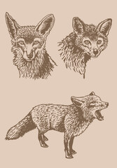 Vector vintage  set of foxes,forest animal drawing,graphical illustration