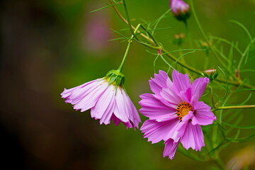 pink flower in the garden