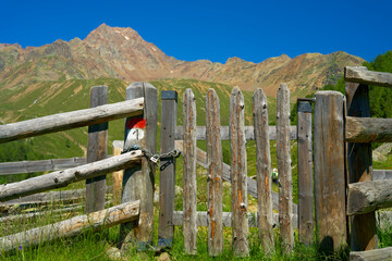 wooden fence with gate on an alpine meadow in südtirol