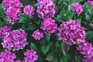 Close-up, pink flowers on a bush, natural background.