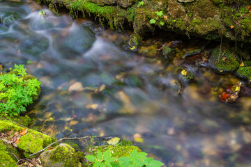 Fast creek in the forest