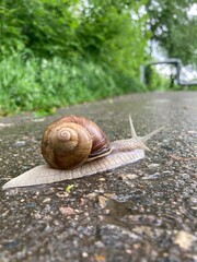 snail on the road