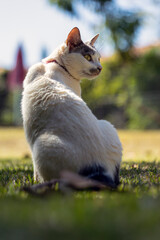 A beautiful female white cat with gray ears siting on the lawn of the house's garden. Sunbathing time. Animal world. Pet lover. Animal lover. Cat. Lover.