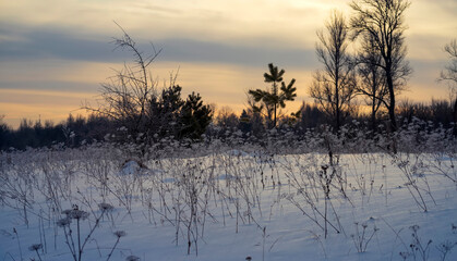 Winter background with frost covered dry grass. Selective focus.