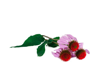 Echinacea flowers isolated on a white background