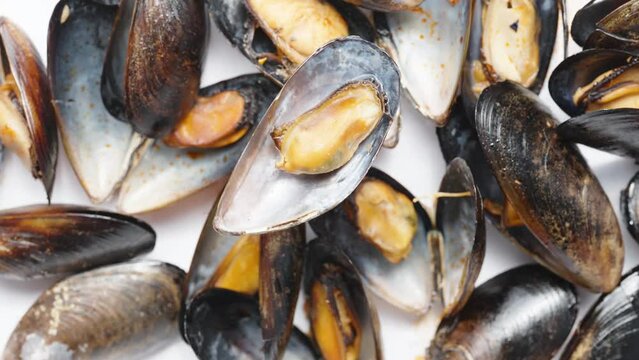 An open shell with a mussel rotates against the background of other shells.