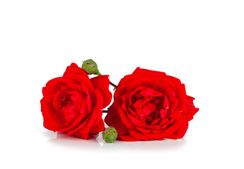 Fototapeta premium Red rose isolated on a white background
