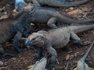 Brown iguanas in the wild, nature park. Lizard colony, close-up