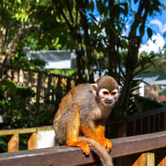 A small monkey with a long tail in the forest, close-up. funny primates in a nature park, animal watching