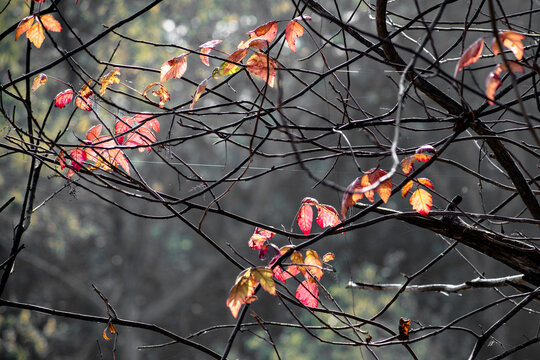 Autumm landscape - Paisaje oto&ntilde;al