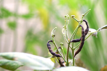Mung bean plant with ripe green pea pods, Mung Bean pod is a plant in the legume family.