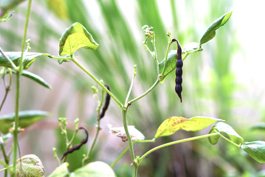 Mung bean plant with ripe green pea pods, Mung Bean pod is a plant in the legume family.