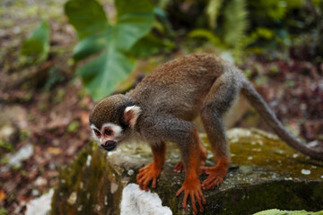 A small monkey with a long tail in the forest, close-up. funny primates in a nature park, animal watching