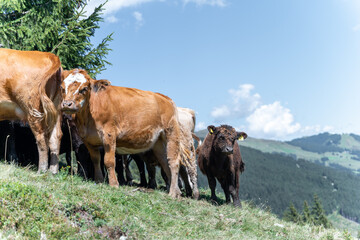 Kuhherde mit Kälbern auf grüner Almwiese bei blauen Himmel in den Bergen von Saalbach Hinterklemm Österreich