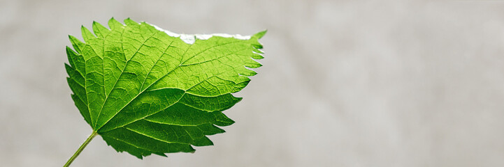Naklejka na ściany i meble Banner made from One green stinging nettle leaf on gray background. Direct view. Medicinal plant. Used in folk medicine, homeopathy, cosmetology, phytotherapy. Copy Space. Soft selective focus