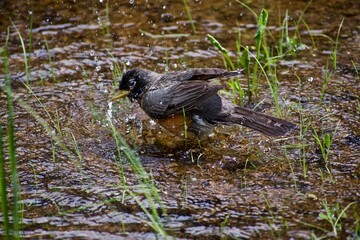 bird bathing in a stream