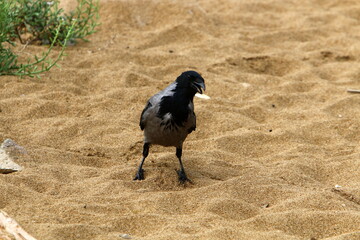 A gray crow sits in a city park in Israel.