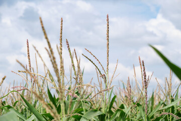 Corn seedlings background sky with clouds.