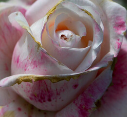 Florecer de la primavera