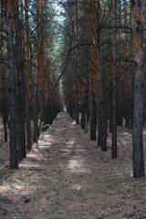 Pine forest planted in straight rows, forest landscape.
